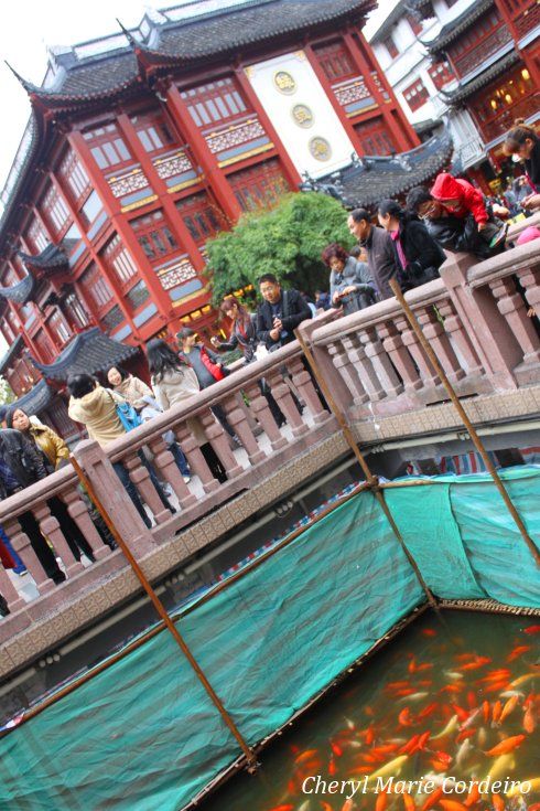 Koi gazing, Yuyuan, Shanghai 2011. Koi gazing, Yuyuan, Shanghai 2011.
