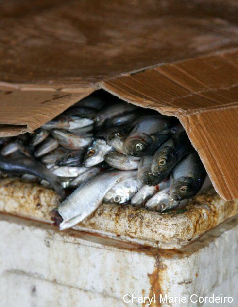 Denpasar market. Fish under cardboard.