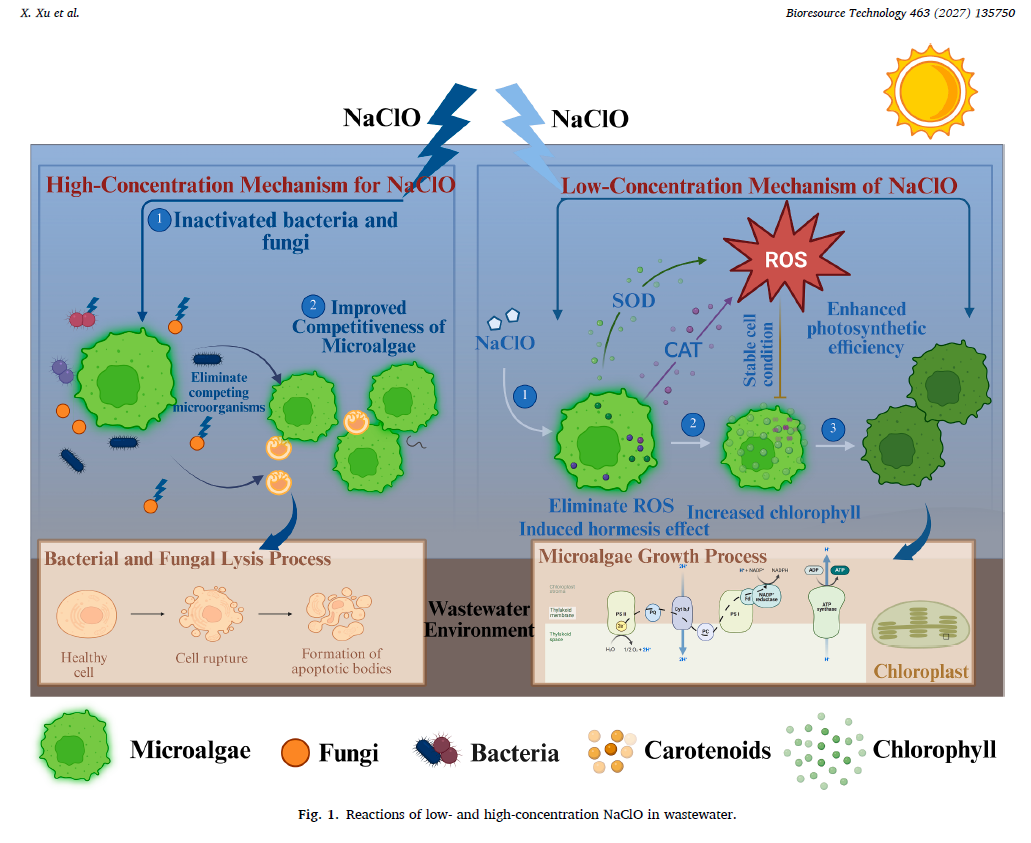 Study schematic comparing the proposed effects of high and low sodium hypochlorite concentrations on microorganisms in wastewater.