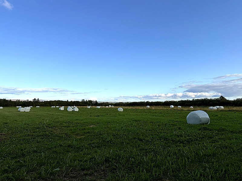 Silage bales in a field on the Pasvik floodplain