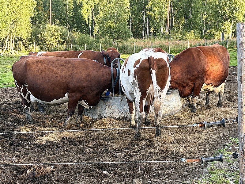 Dairy cattle at the feed rail at Øverli gård